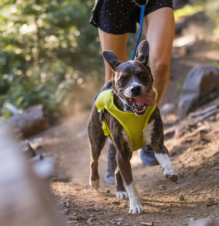 Ruffwear Trail Runner Dog Running Vest