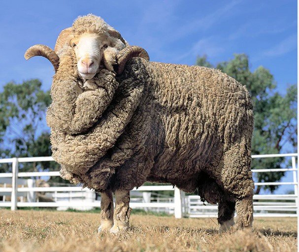 Merino Wool for Runners