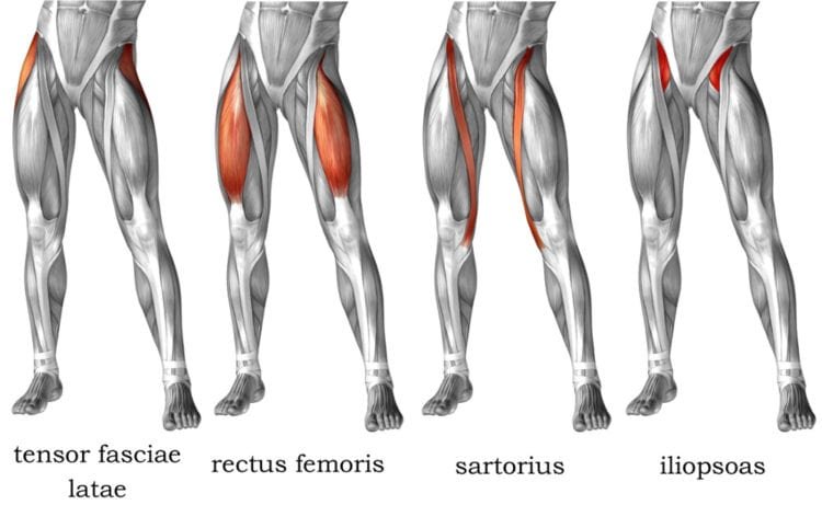 what are hip flexor muscles