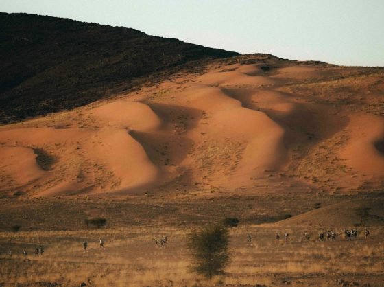 2026 Marathon des Sables Legendary - sand dune