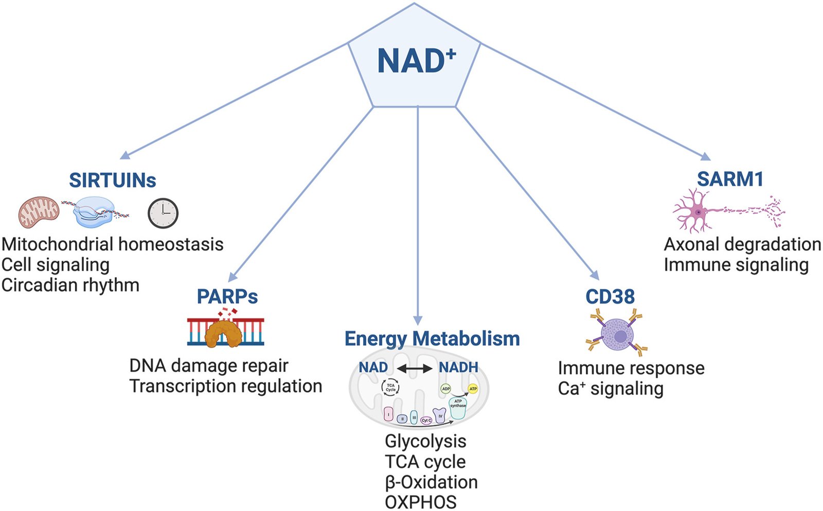 NAD+ Benefits