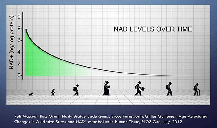 NAD Levels with age