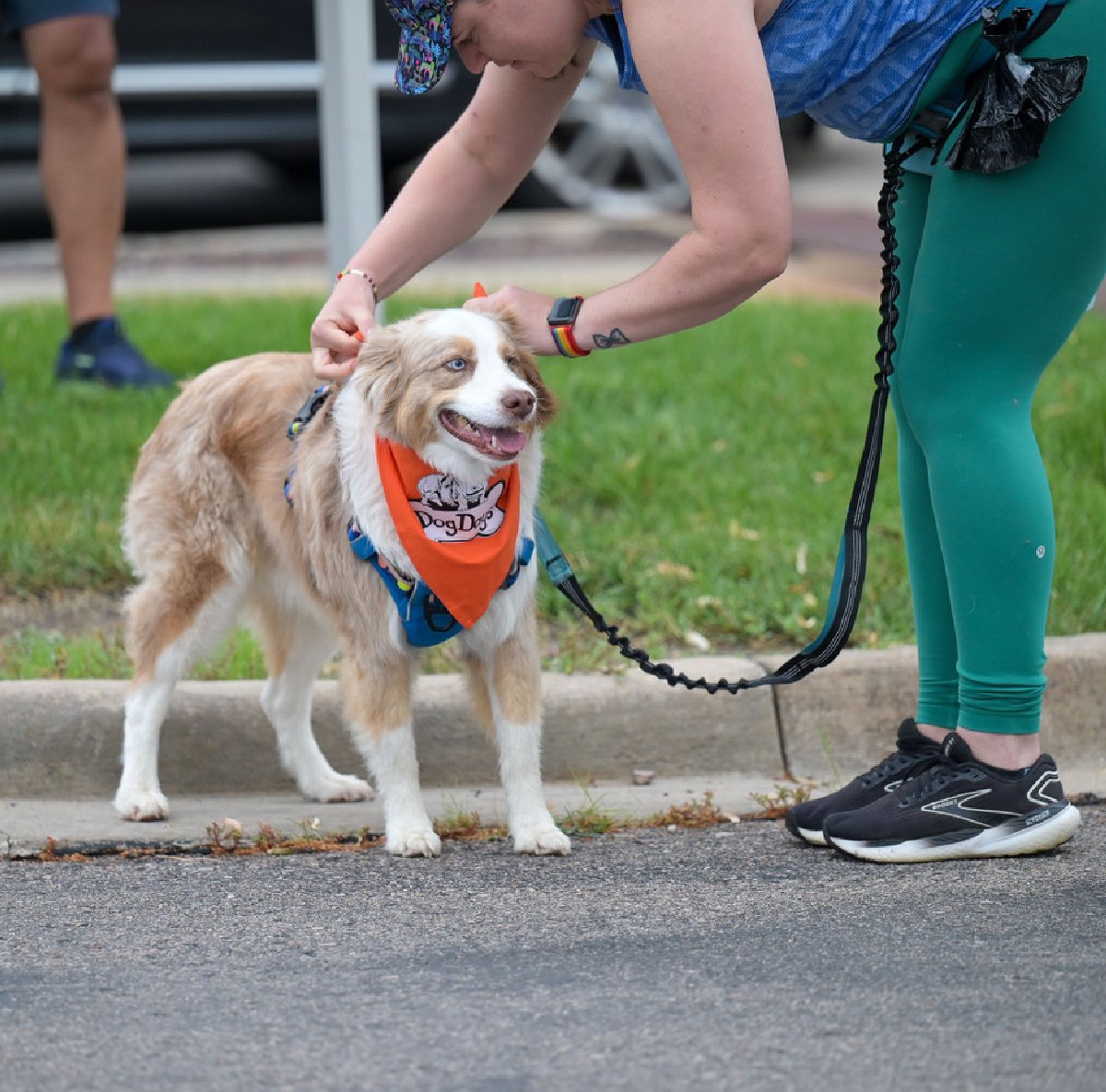 woman putting dog days run swag on her pooch