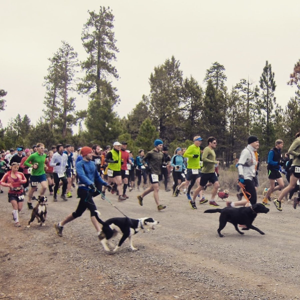 dogs and humans at peterson ridge rumble start
